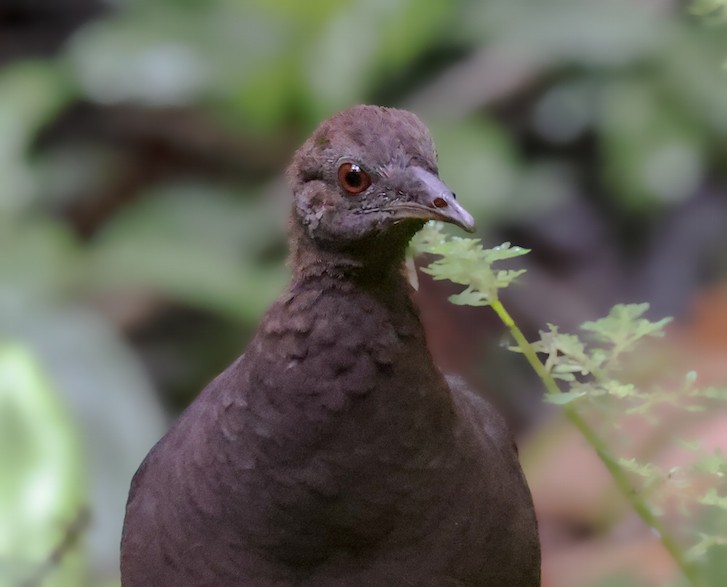 Cinereous Tinamou - ML644493953