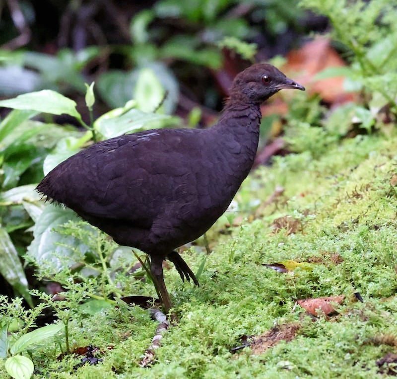 Cinereous Tinamou - ML644493955