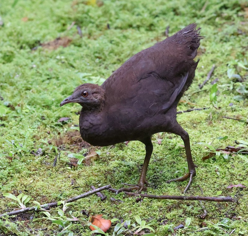 Cinereous Tinamou - ML644493956