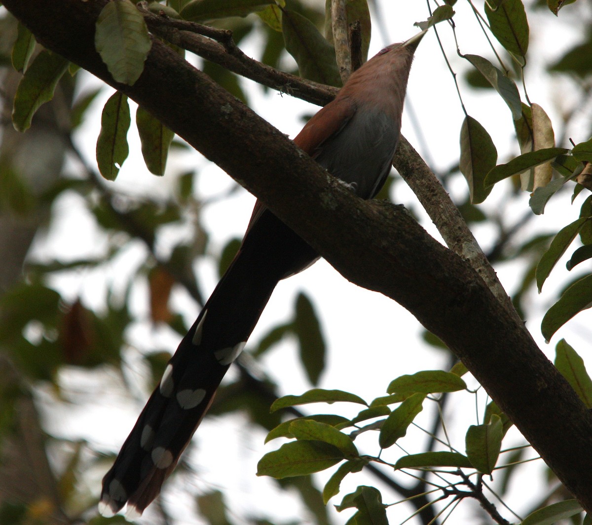 Piaye écureuil - ML644493963