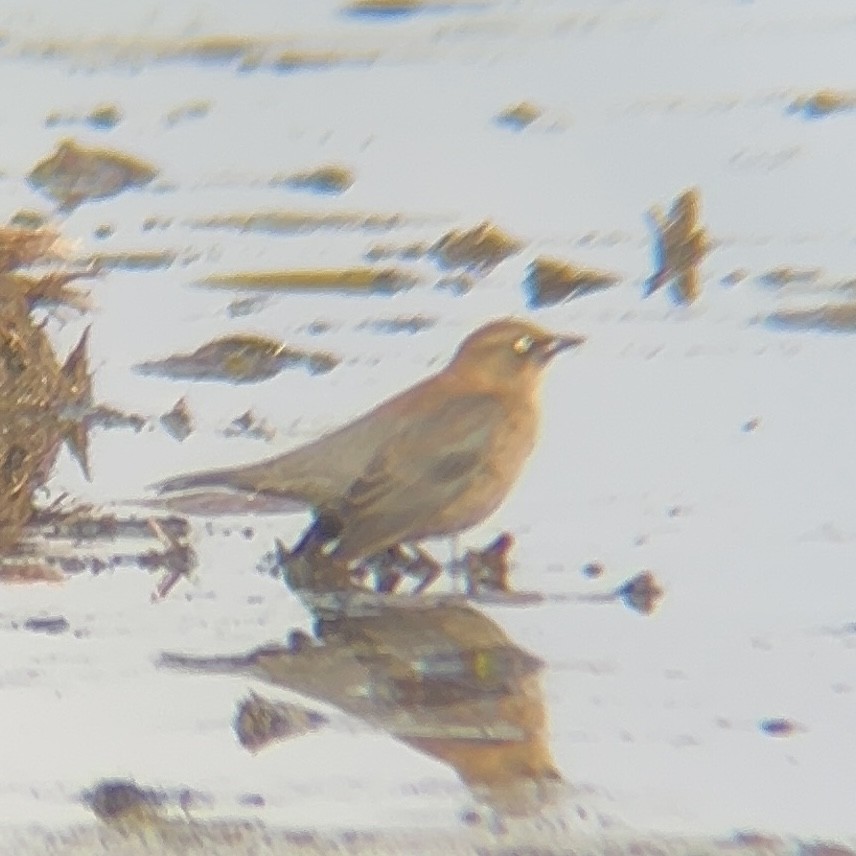 Rusty Blackbird - ML644493964