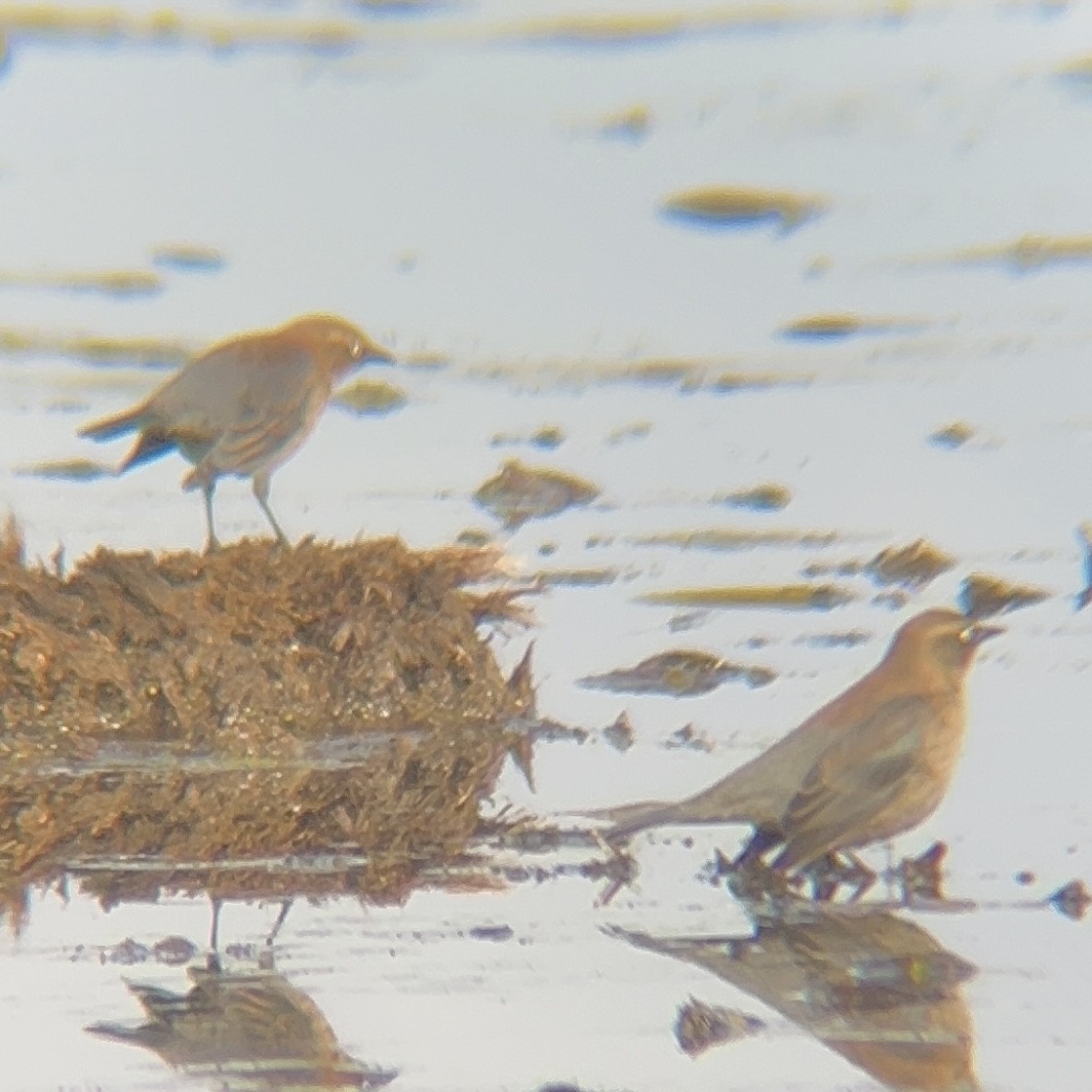 Rusty Blackbird - ML644493965