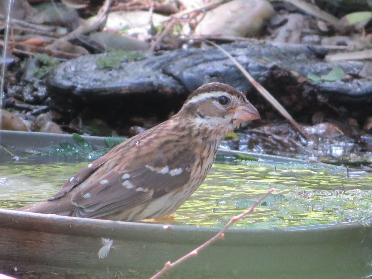 Rose-breasted Grosbeak - ML644493969