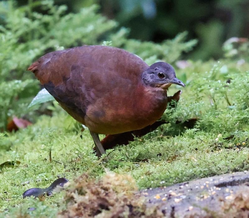 コシギダチョウ - ML644493974