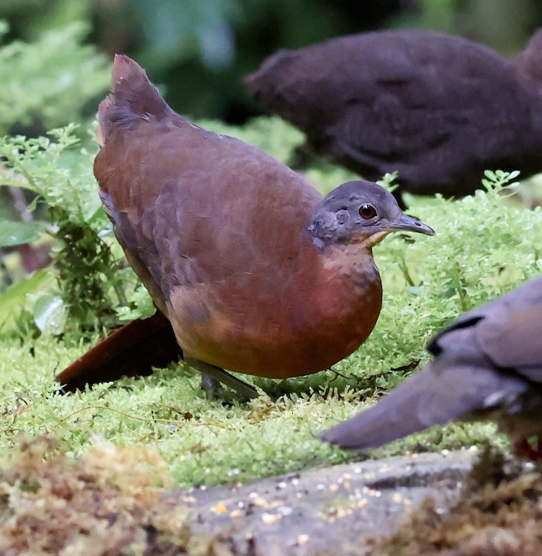 コシギダチョウ - ML644493975