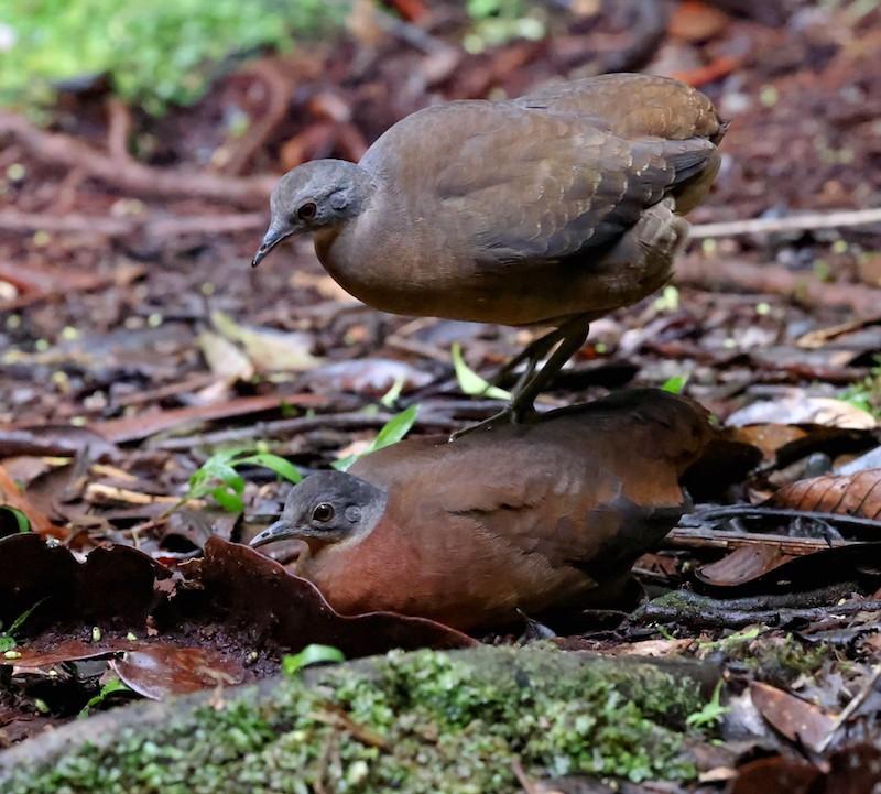 コシギダチョウ - ML644493976