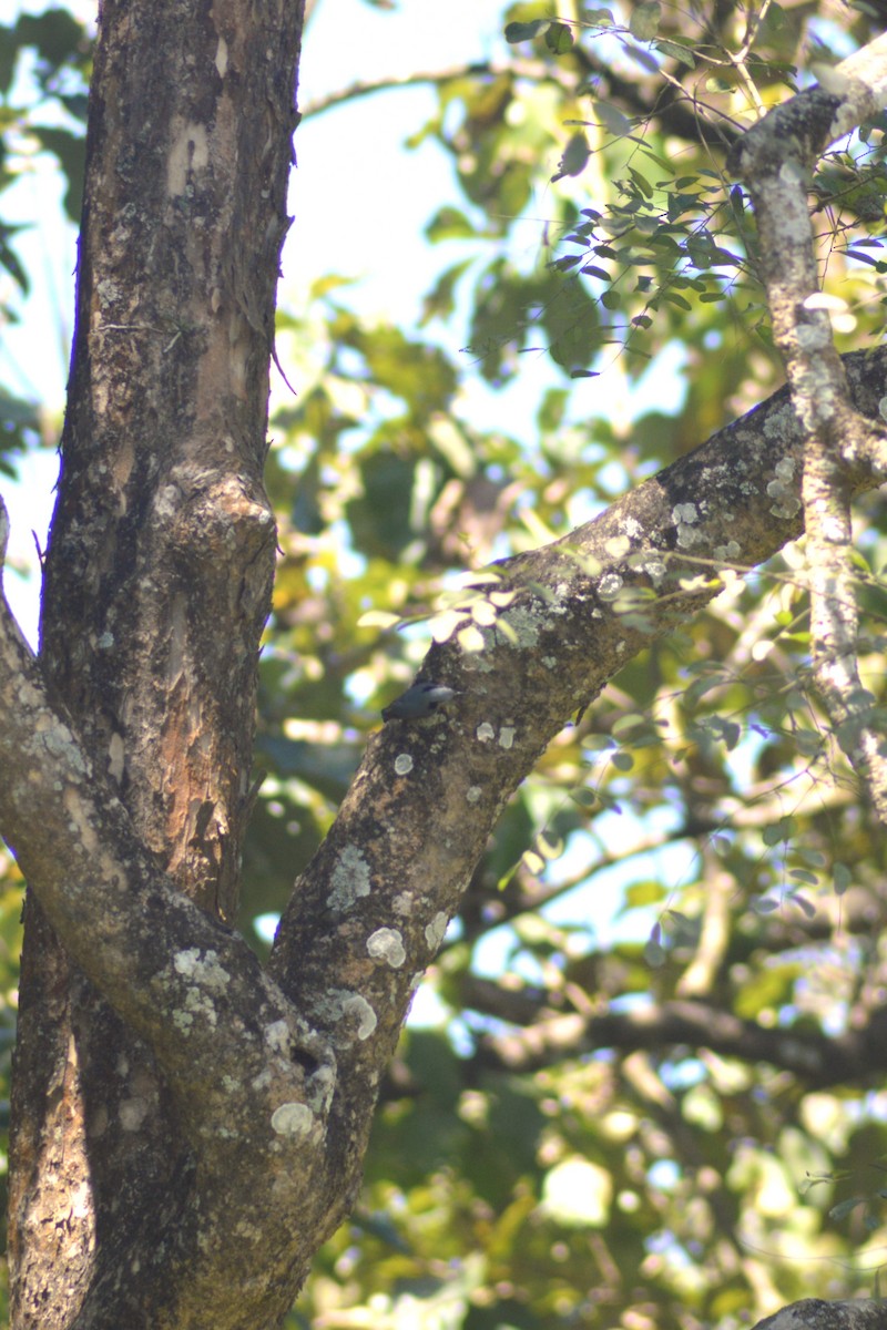 Indian Nuthatch - ML644493987