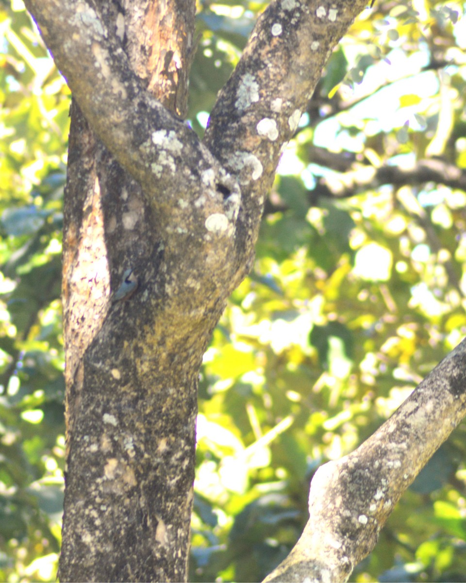 Indian Nuthatch - ML644493988