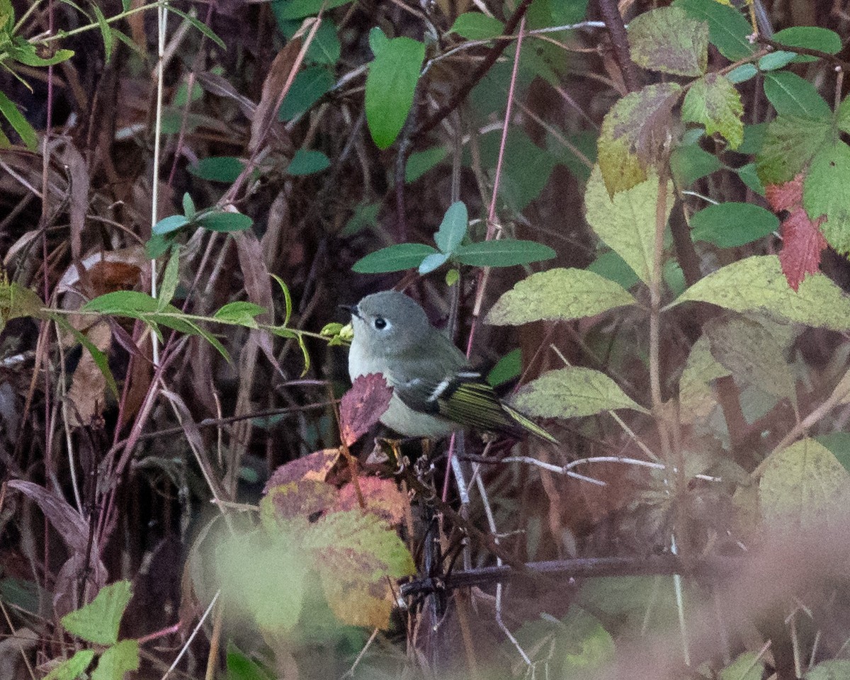 Ruby-crowned Kinglet - ML644493990