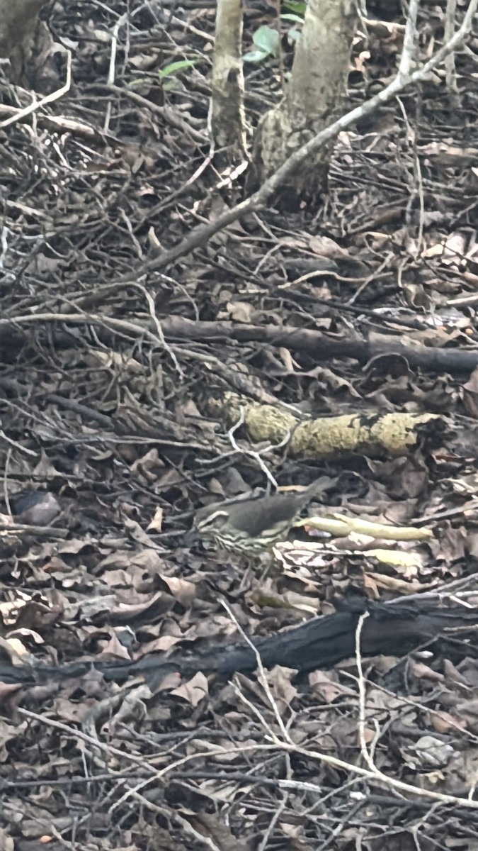 Northern Waterthrush - ML644493992