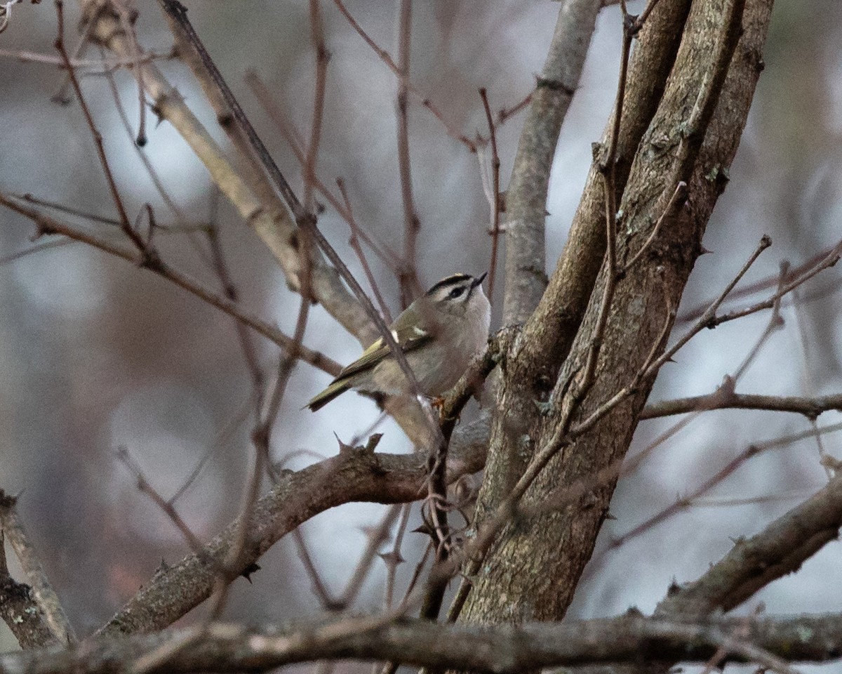 Golden-crowned Kinglet - ML644493993