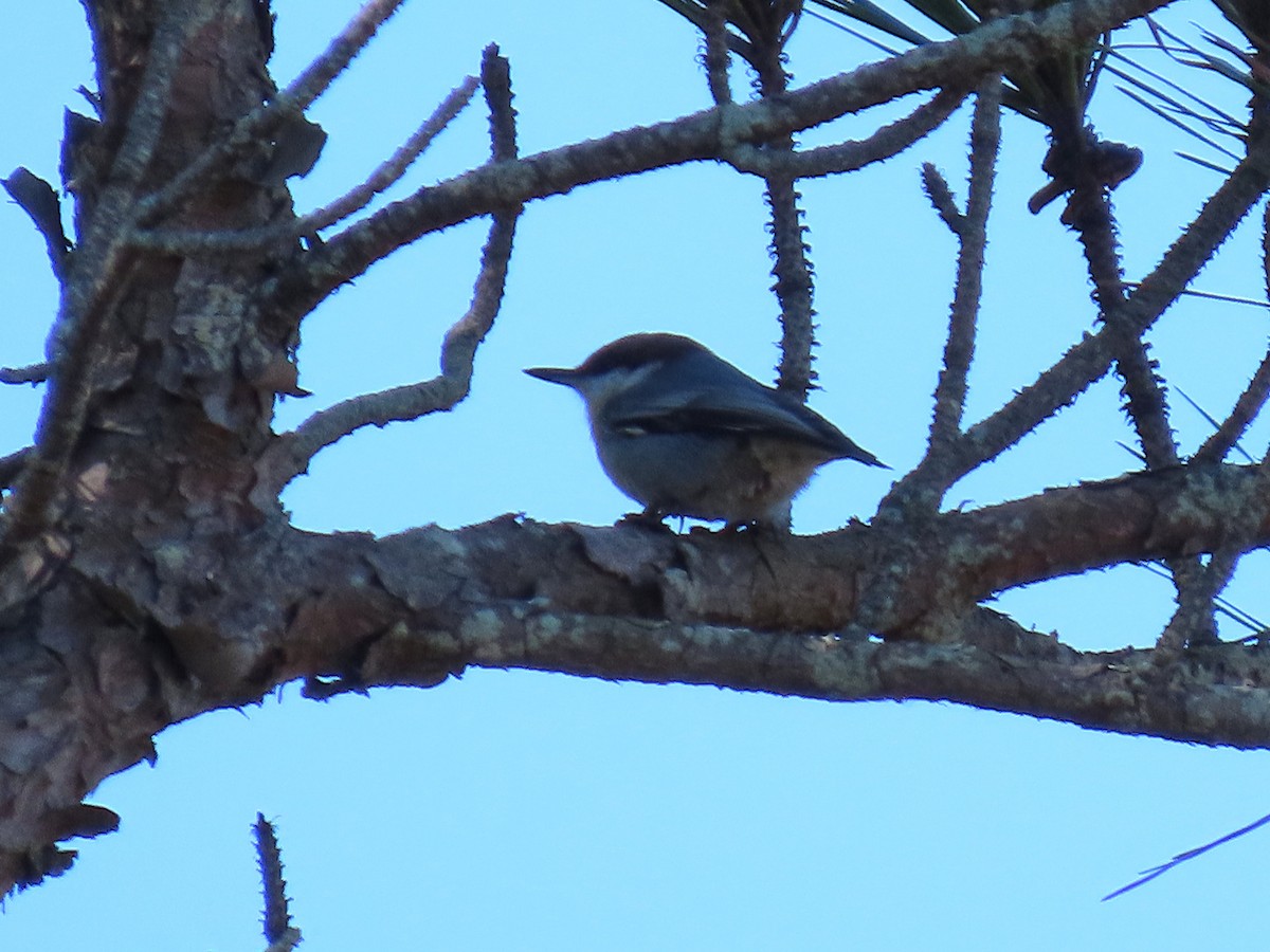 チャガシラヒメゴジュウカラ - ML644493994