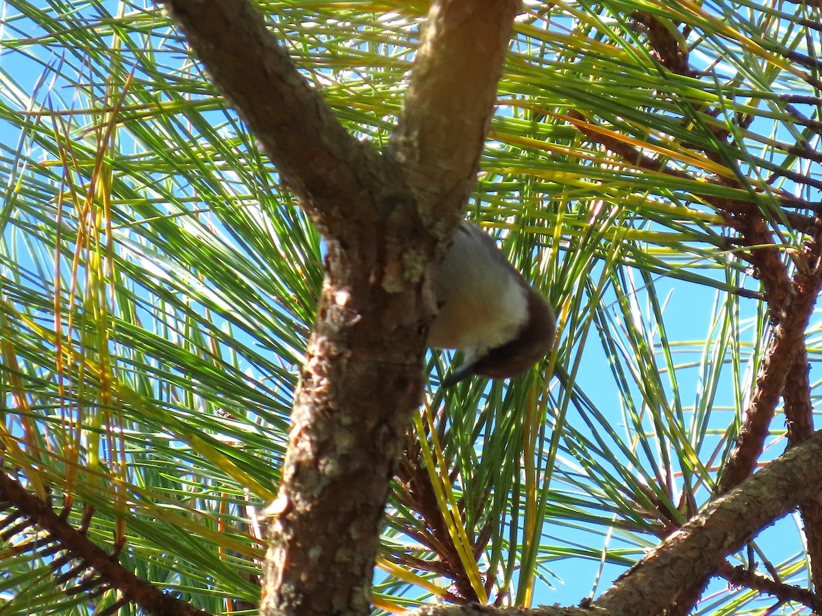 チャガシラヒメゴジュウカラ - ML644493995