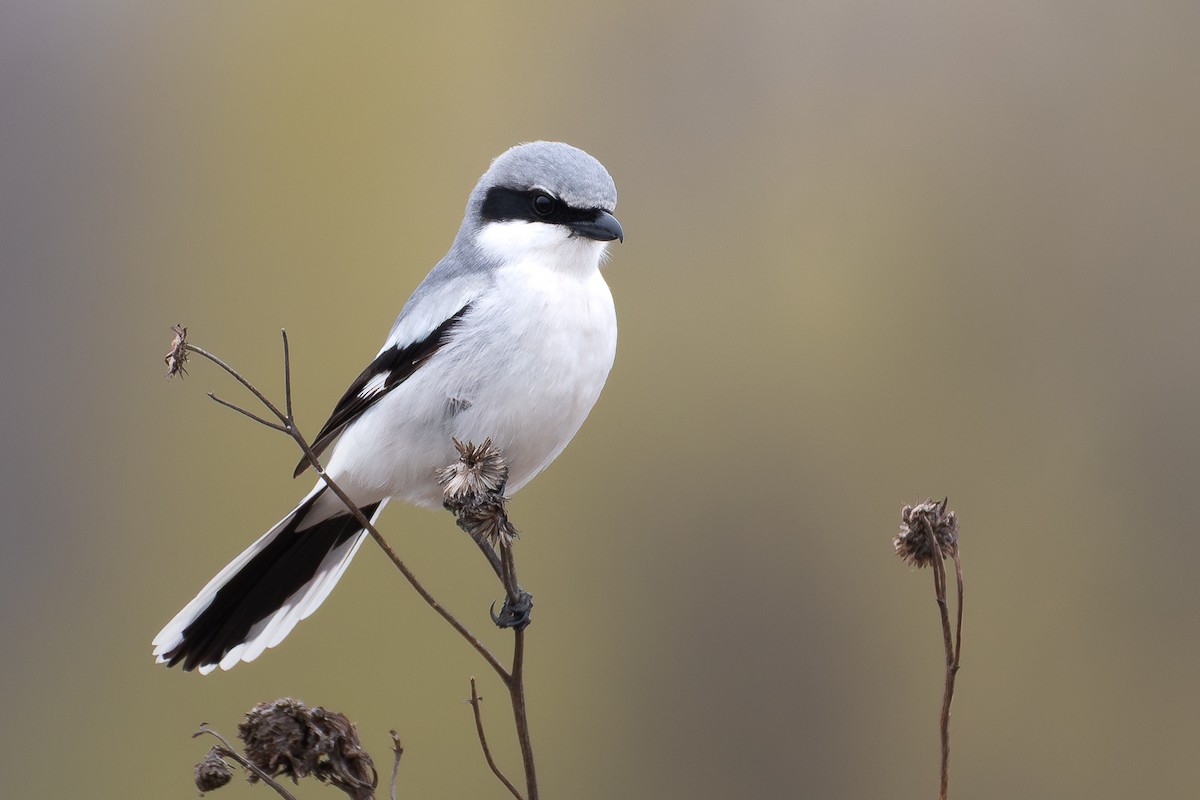 Pie-grièche migratrice - ML644493996