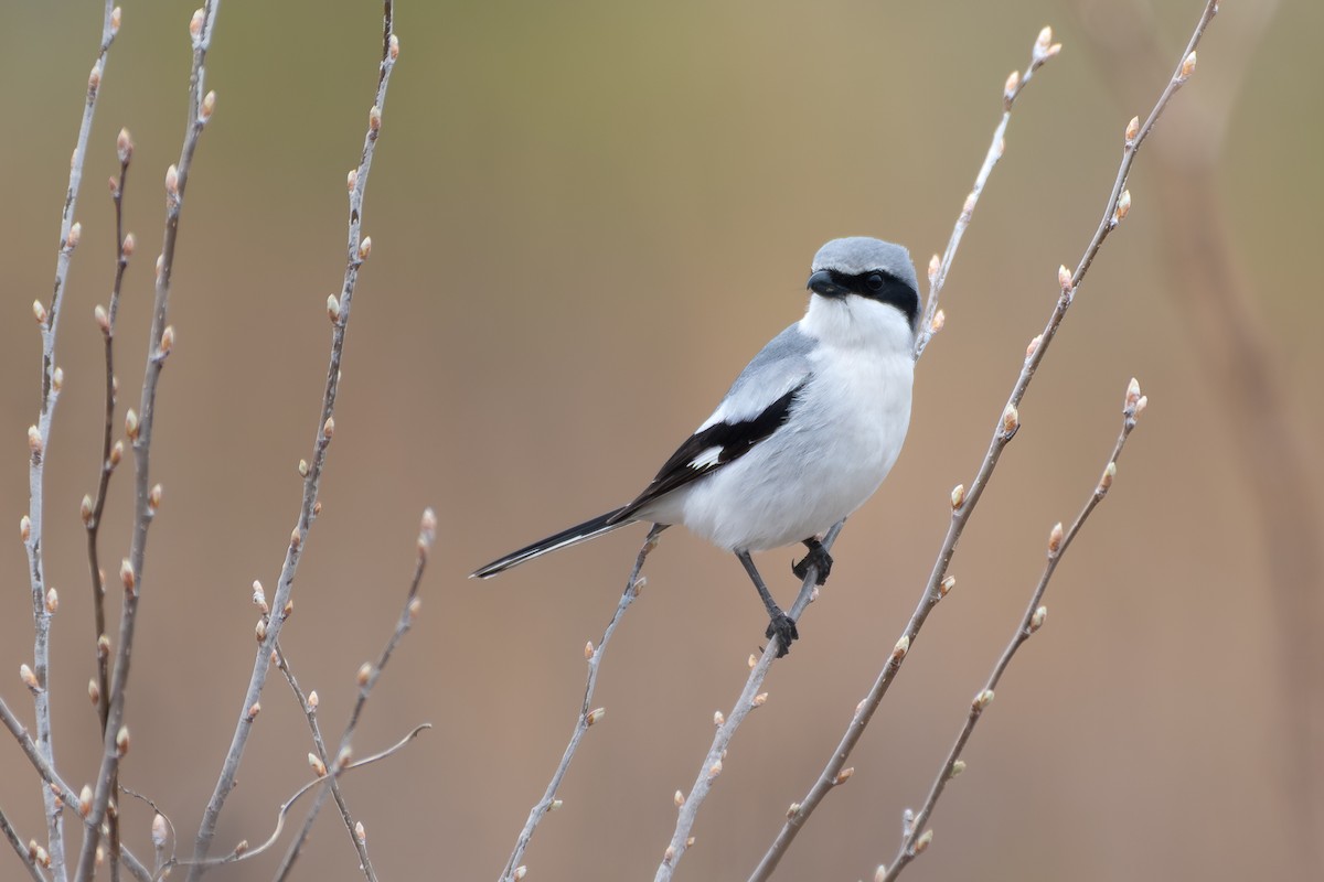 Pie-grièche migratrice - ML644493997