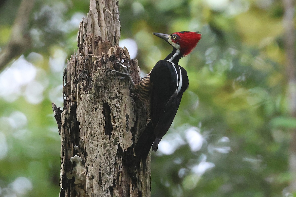 høvdingspett - ML644493999