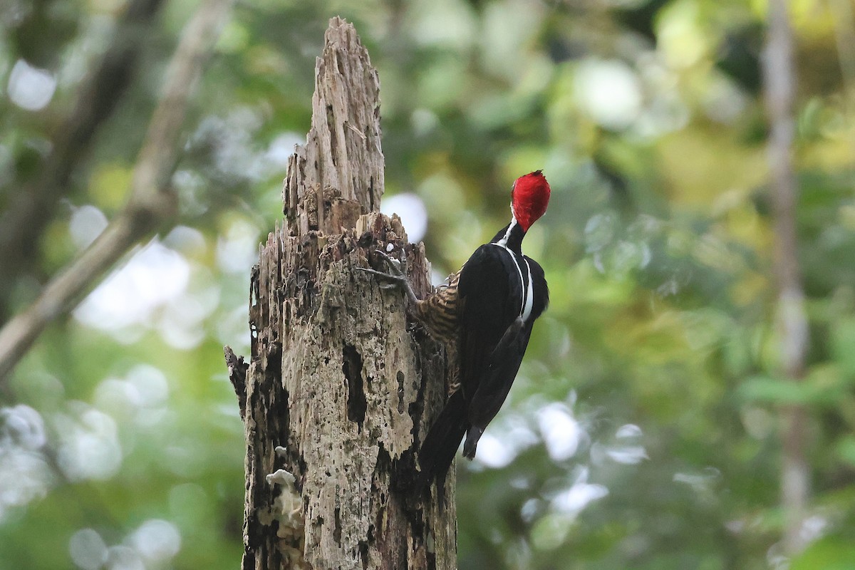 høvdingspett - ML644494000