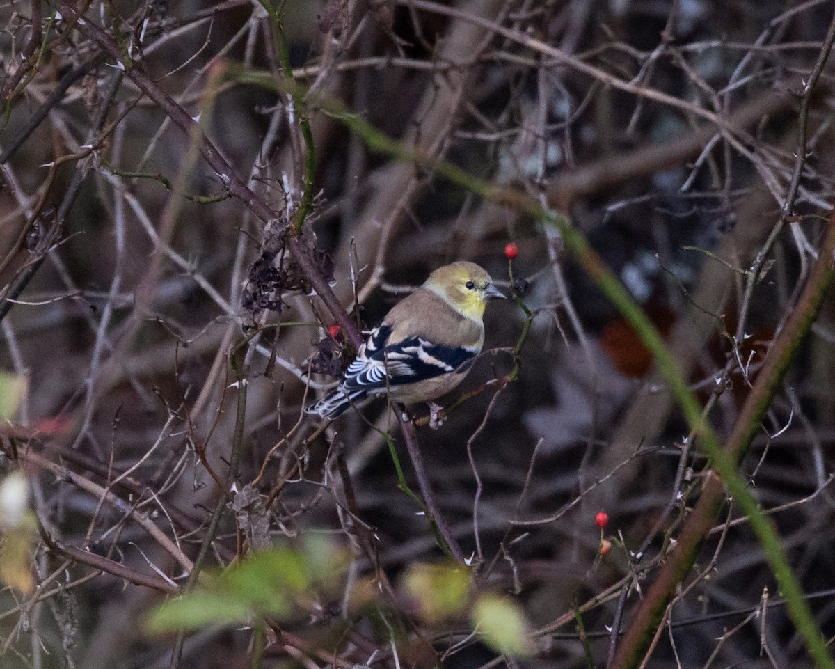 American Goldfinch - ML644494001
