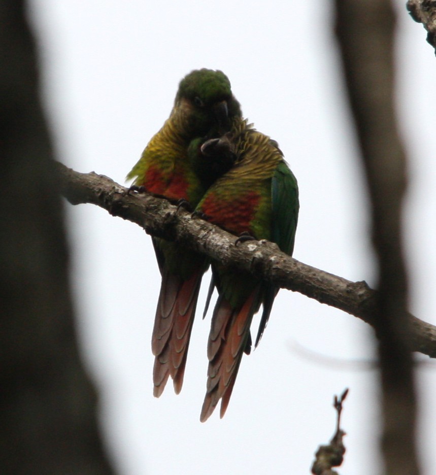 Conure de Vieillot - ML644494009