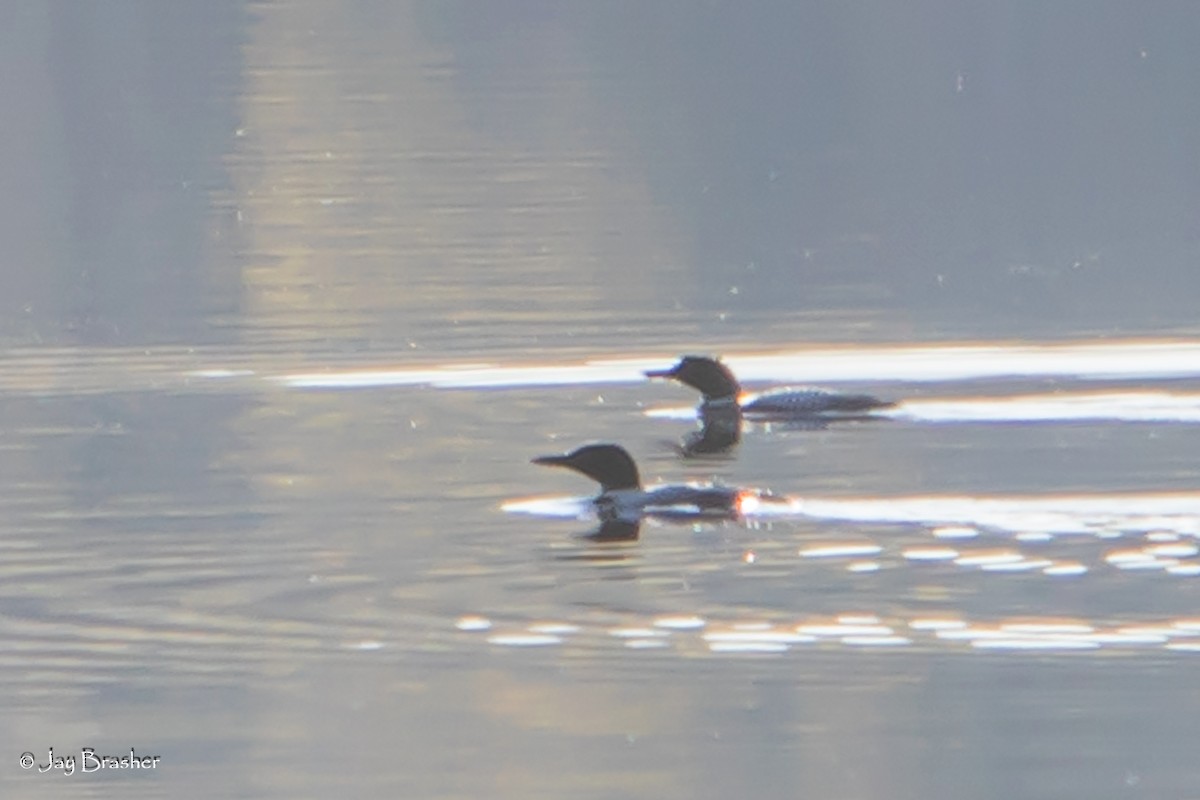 Plongeon huard - ML644494010