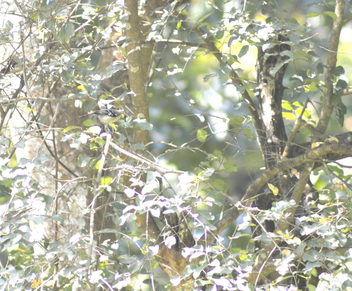 Indian Yellow Tit - ML644494012