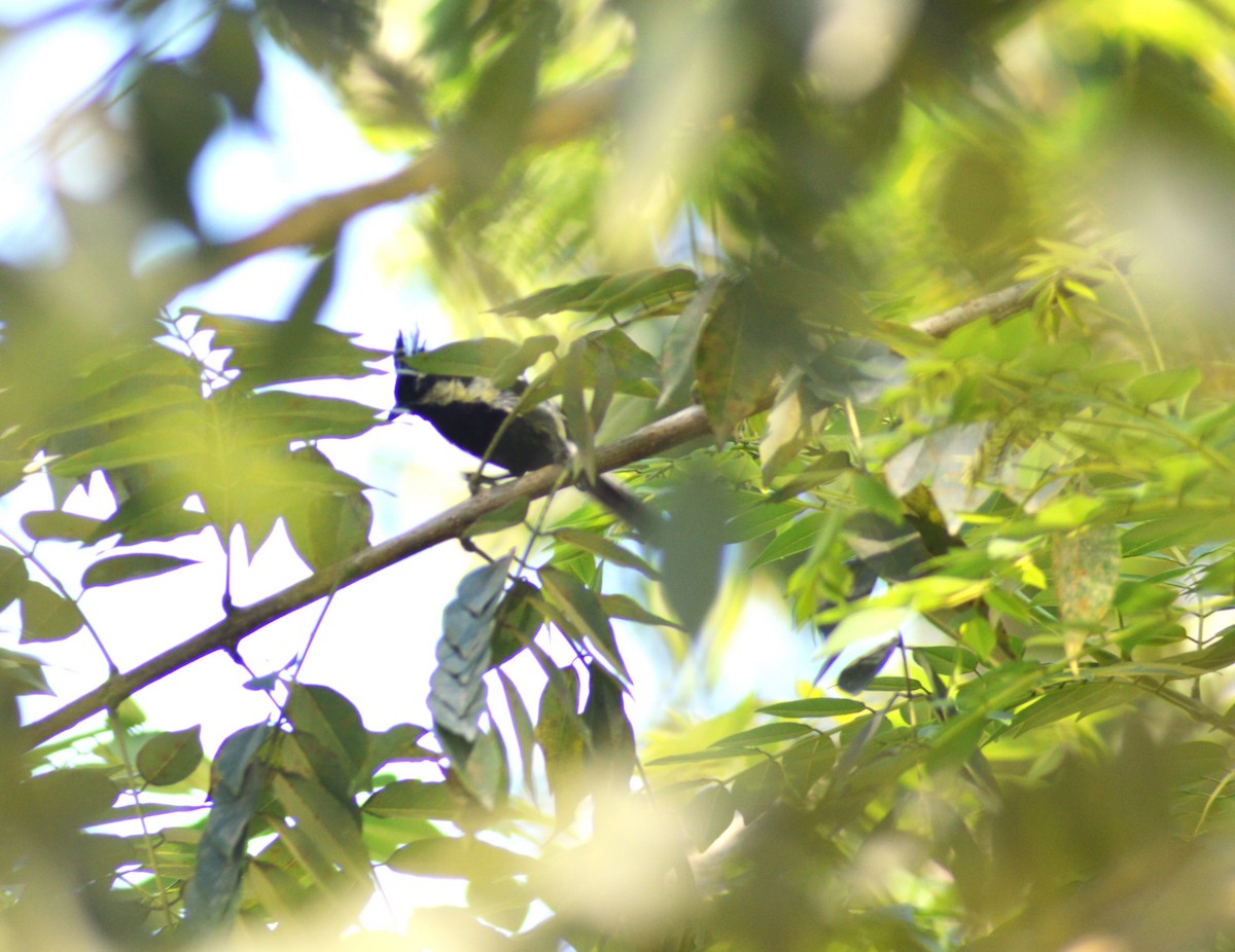 Indian Yellow Tit - ML644494013