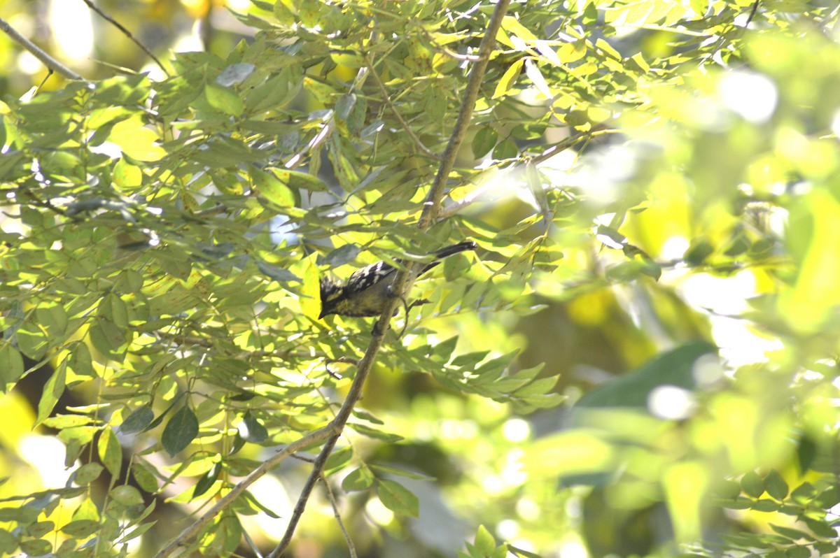 Indian Yellow Tit - ML644494014