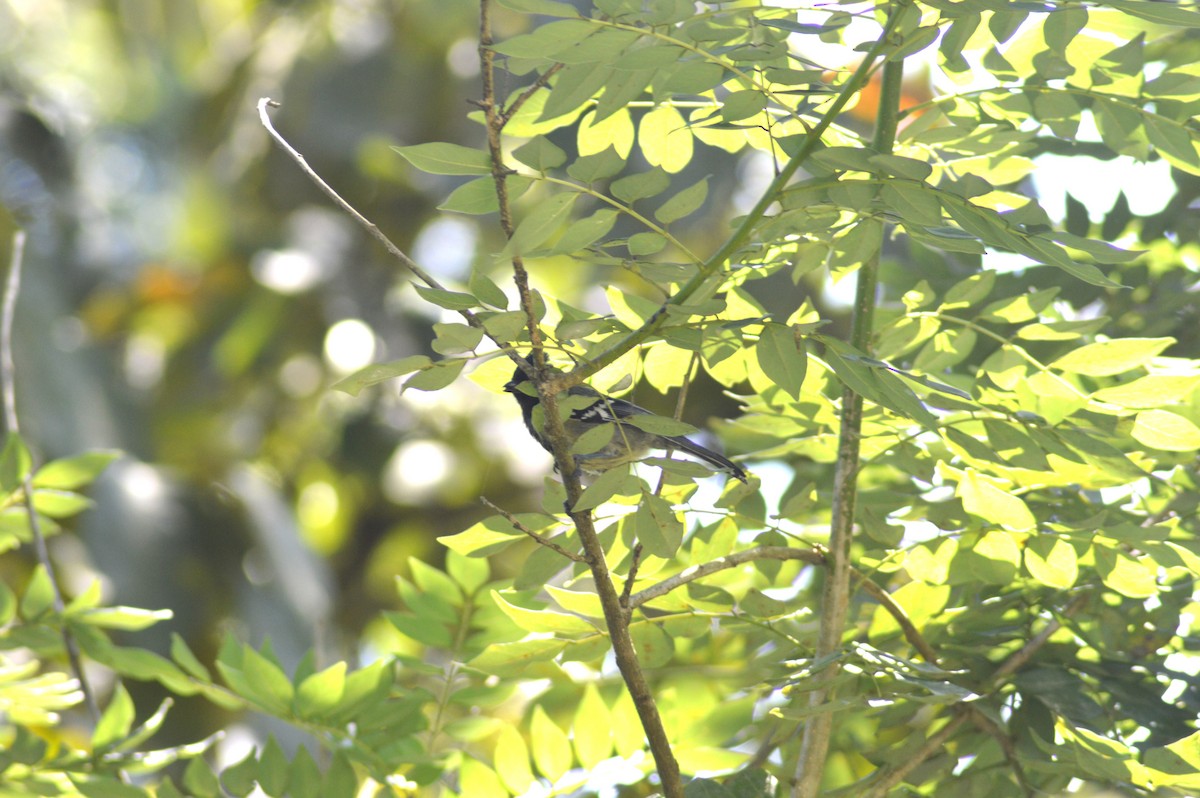 Indian Yellow Tit - ML644494015