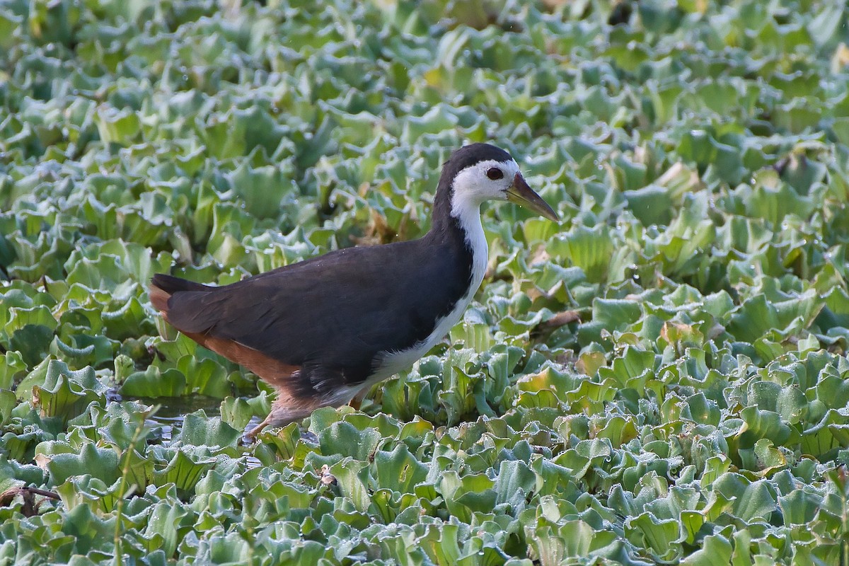 白腹秧雞 - ML644494022