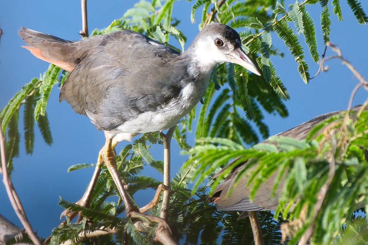 白腹秧雞 - ML644494023