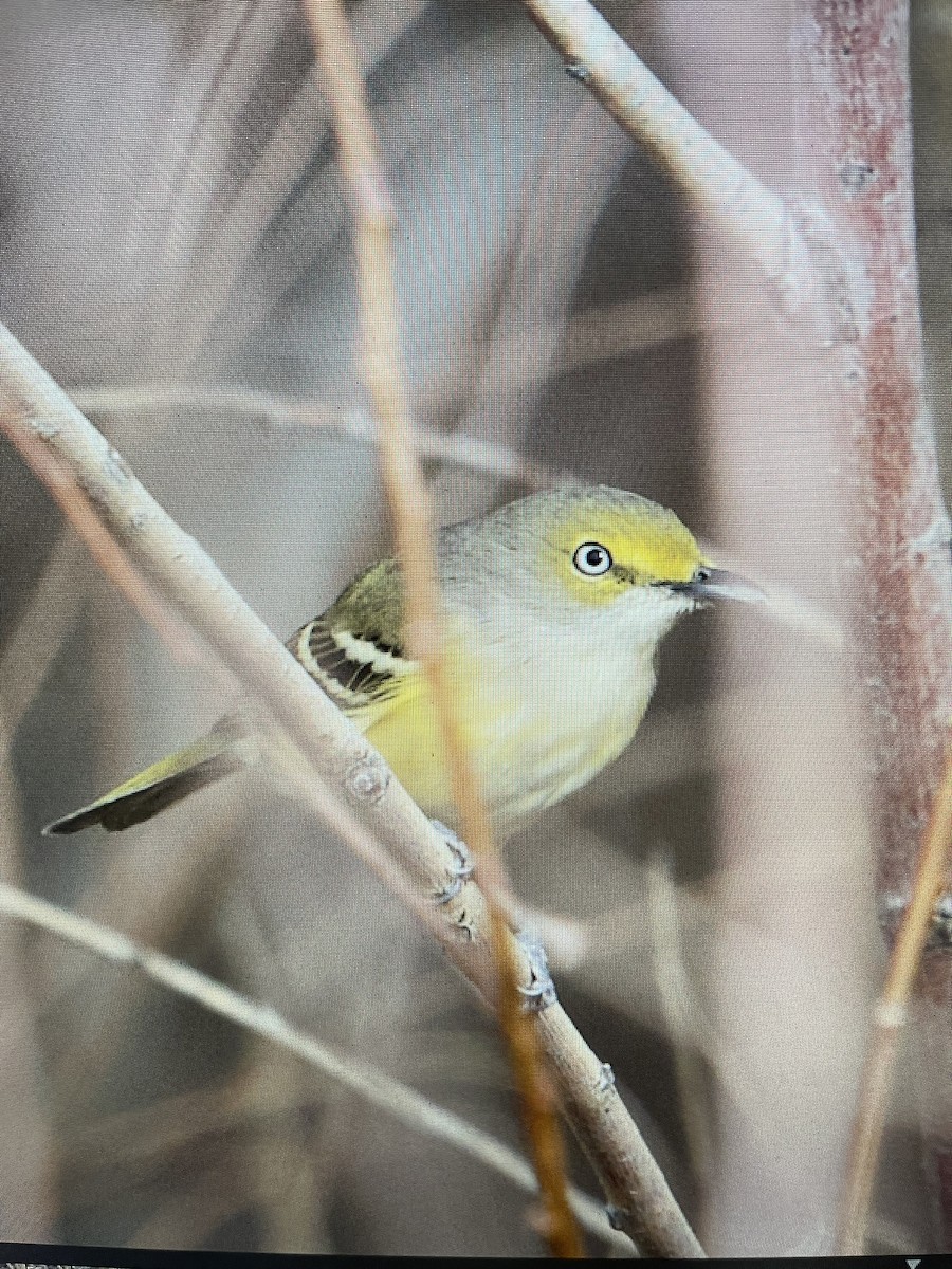 White-eyed Vireo - ML644494024