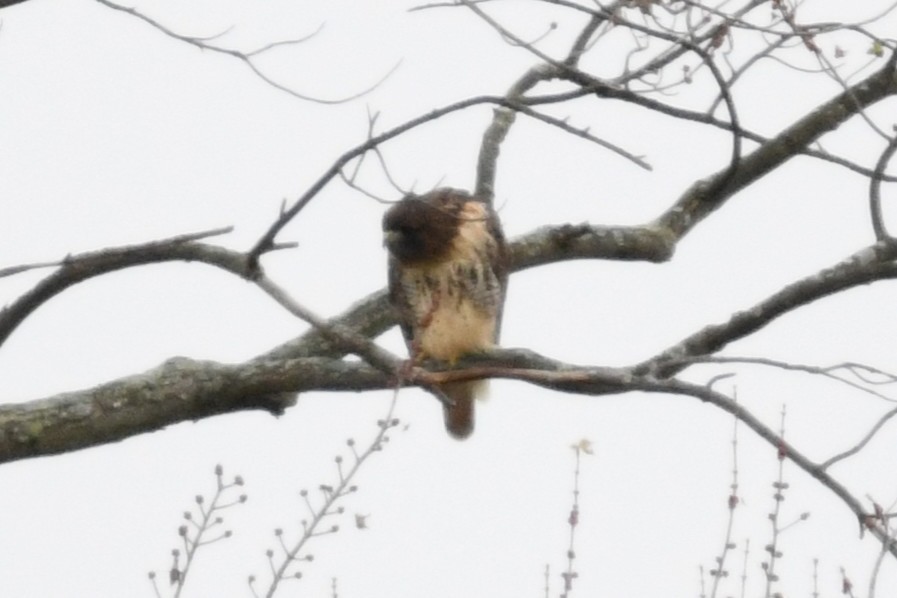 Red-tailed Hawk (abieticola) - ML644494027