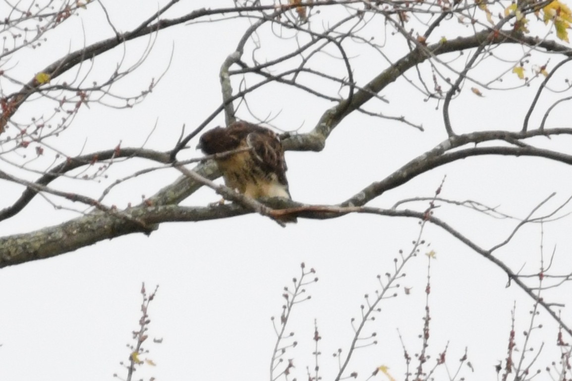Red-tailed Hawk (abieticola) - ML644494028
