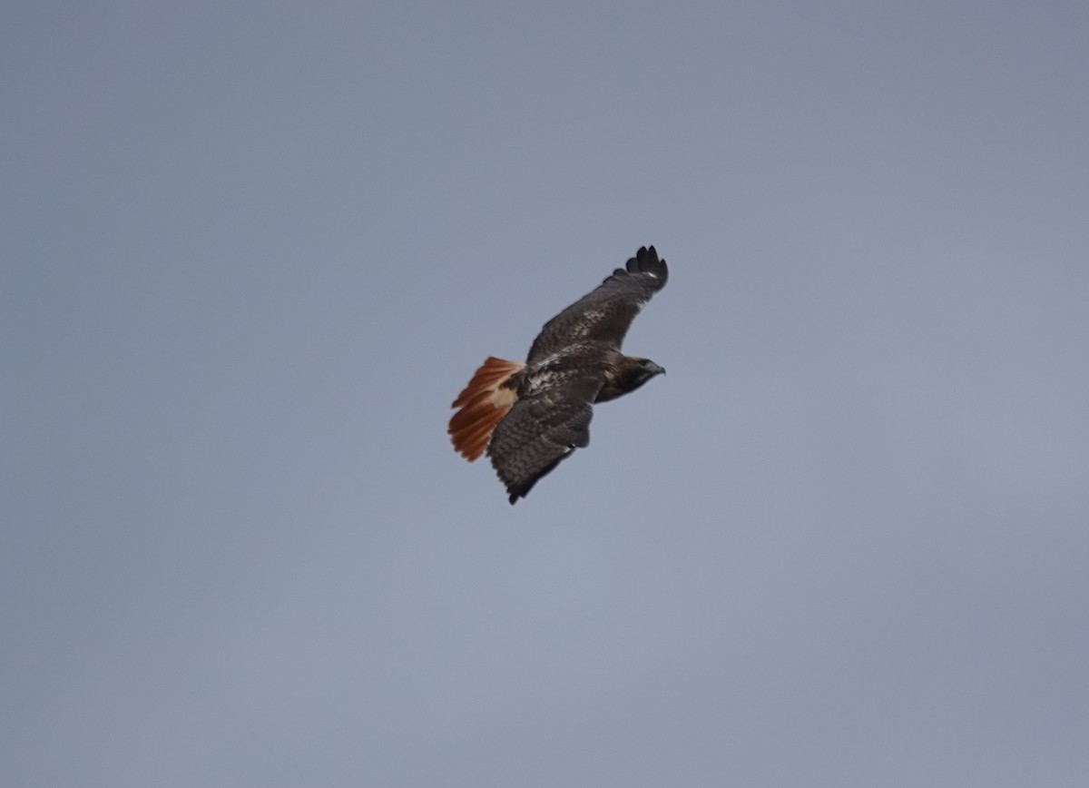 Red-tailed Hawk - ML644494029