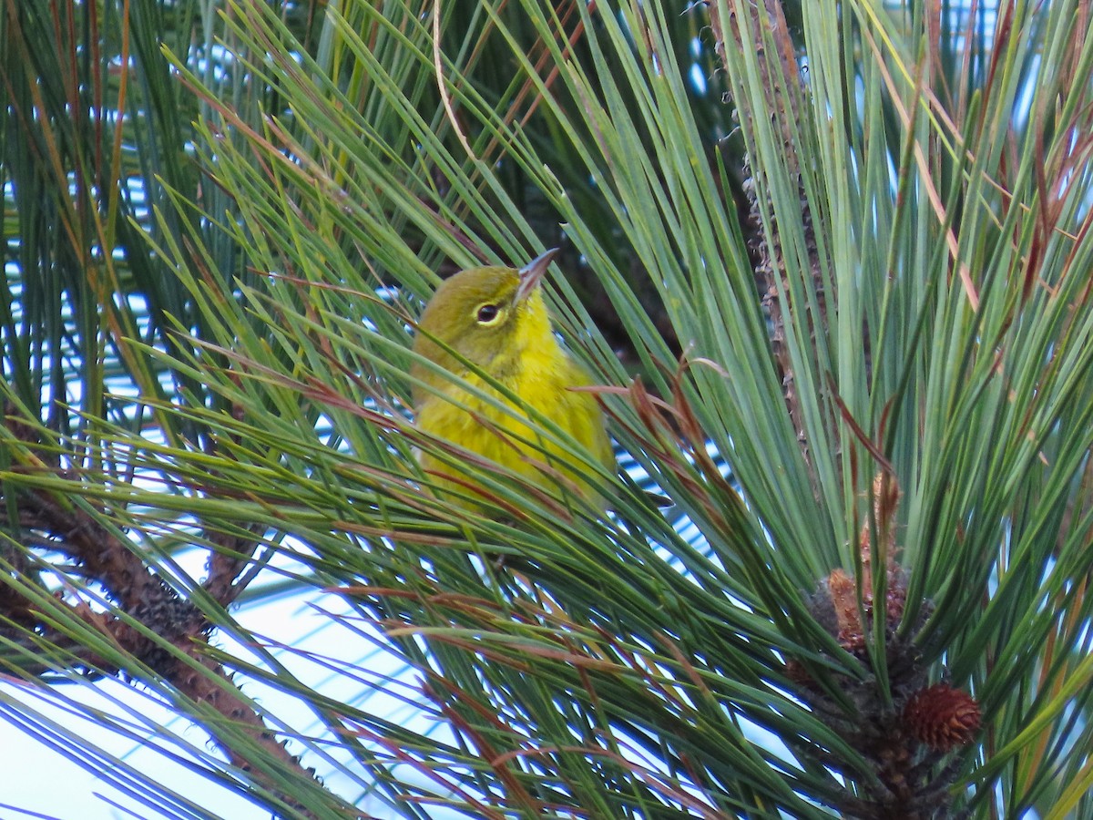 マツアメリカムシクイ - ML644494036