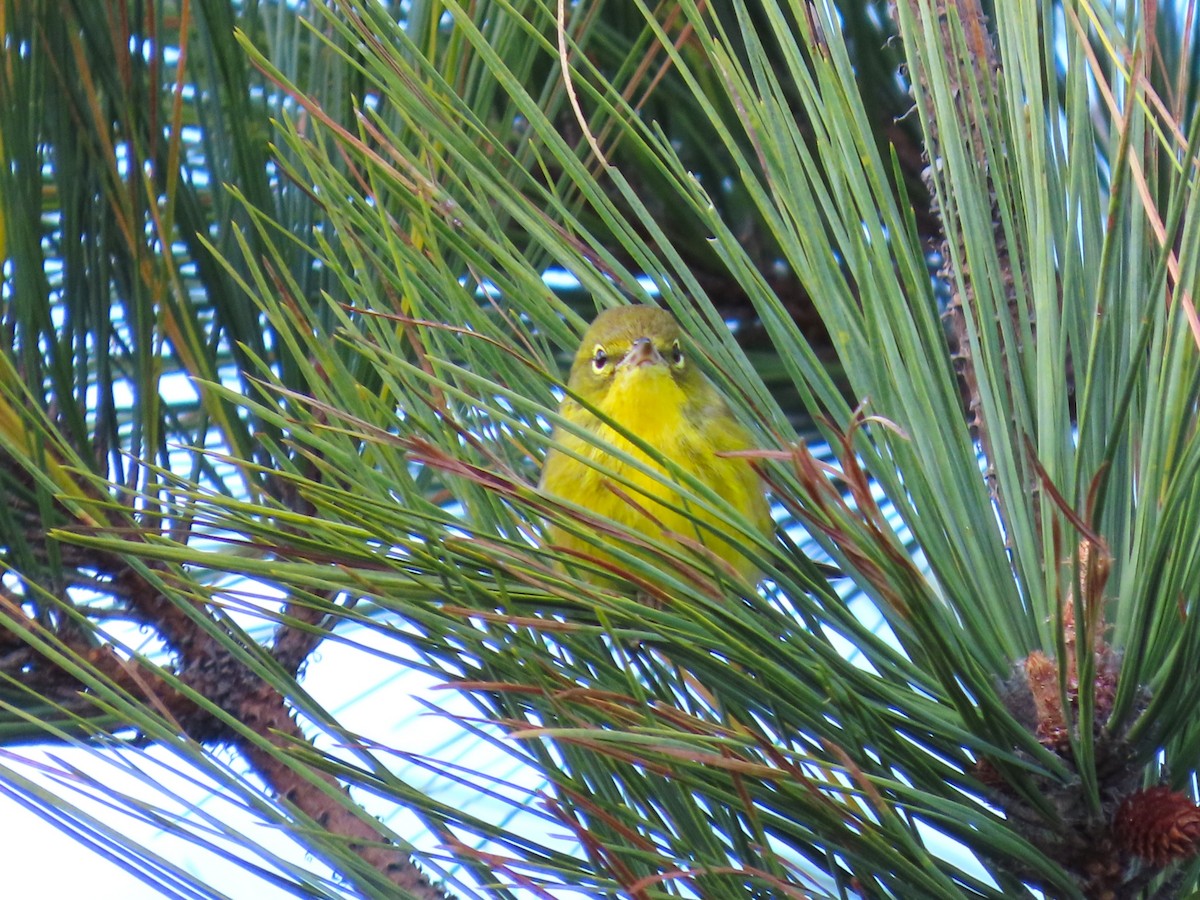 マツアメリカムシクイ - ML644494037