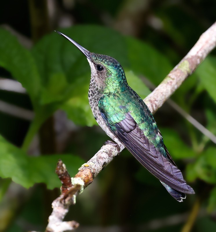 Beyaz Yakalı Kolibri - ML644494041