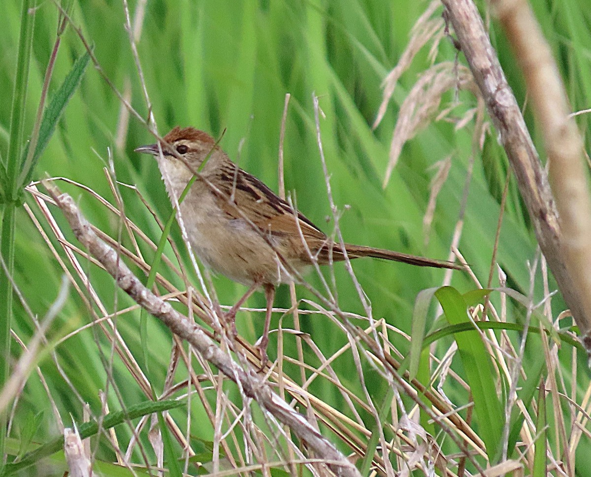 ズアカオオセッカ - ML644494045