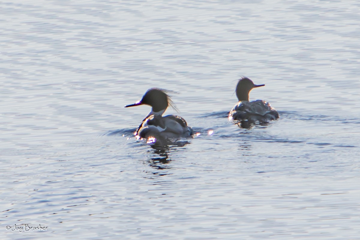 Harle huppé - ML644494047