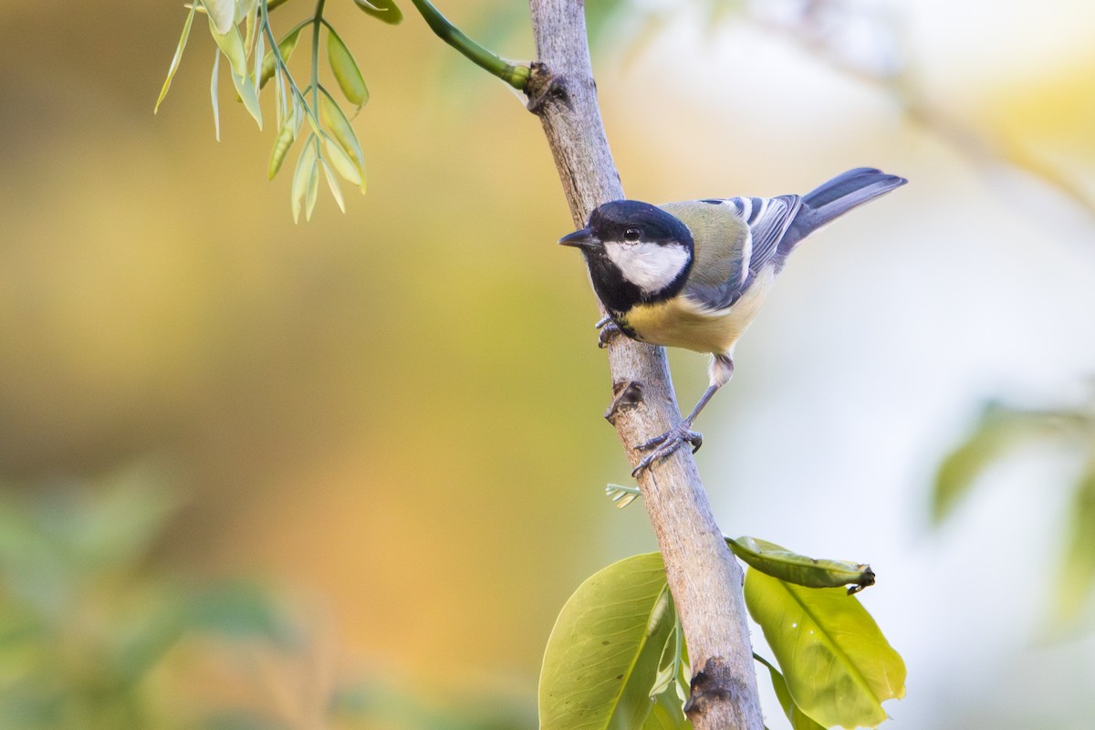 Большая синица - ML644494055