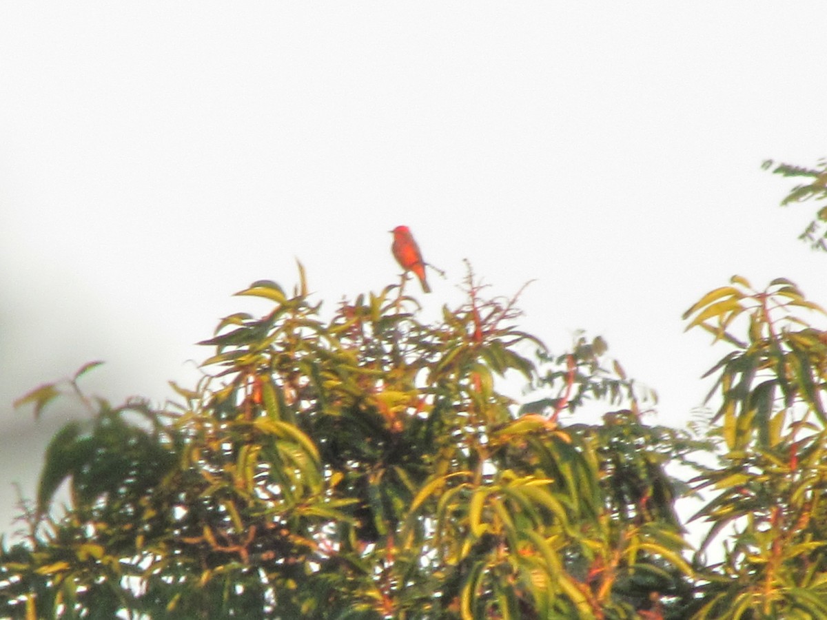 Moucherolle vermillon - ML644494056