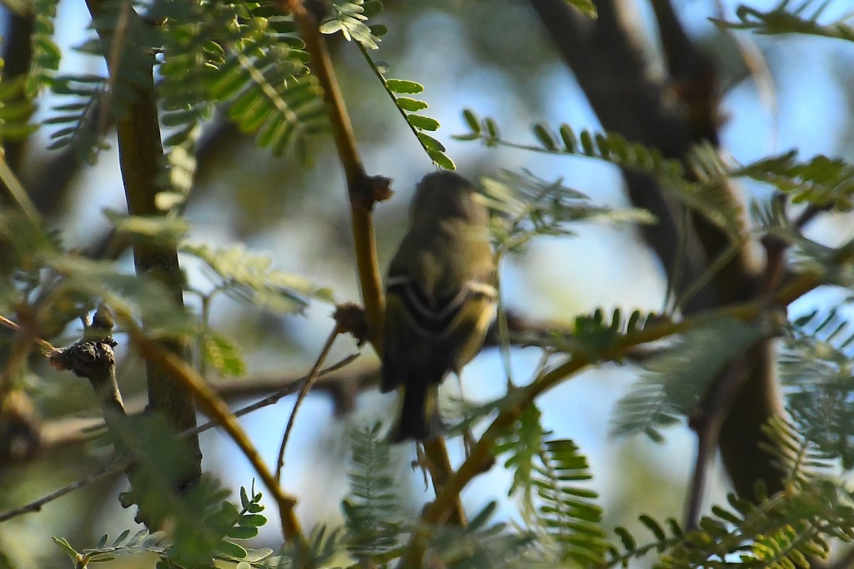 Ruby-crowned Kinglet - ML644494057