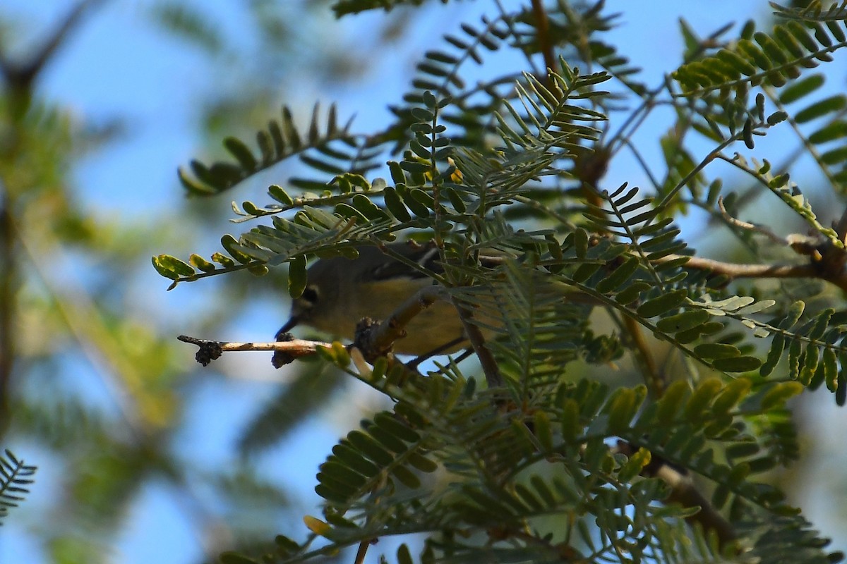 Ruby-crowned Kinglet - ML644494058
