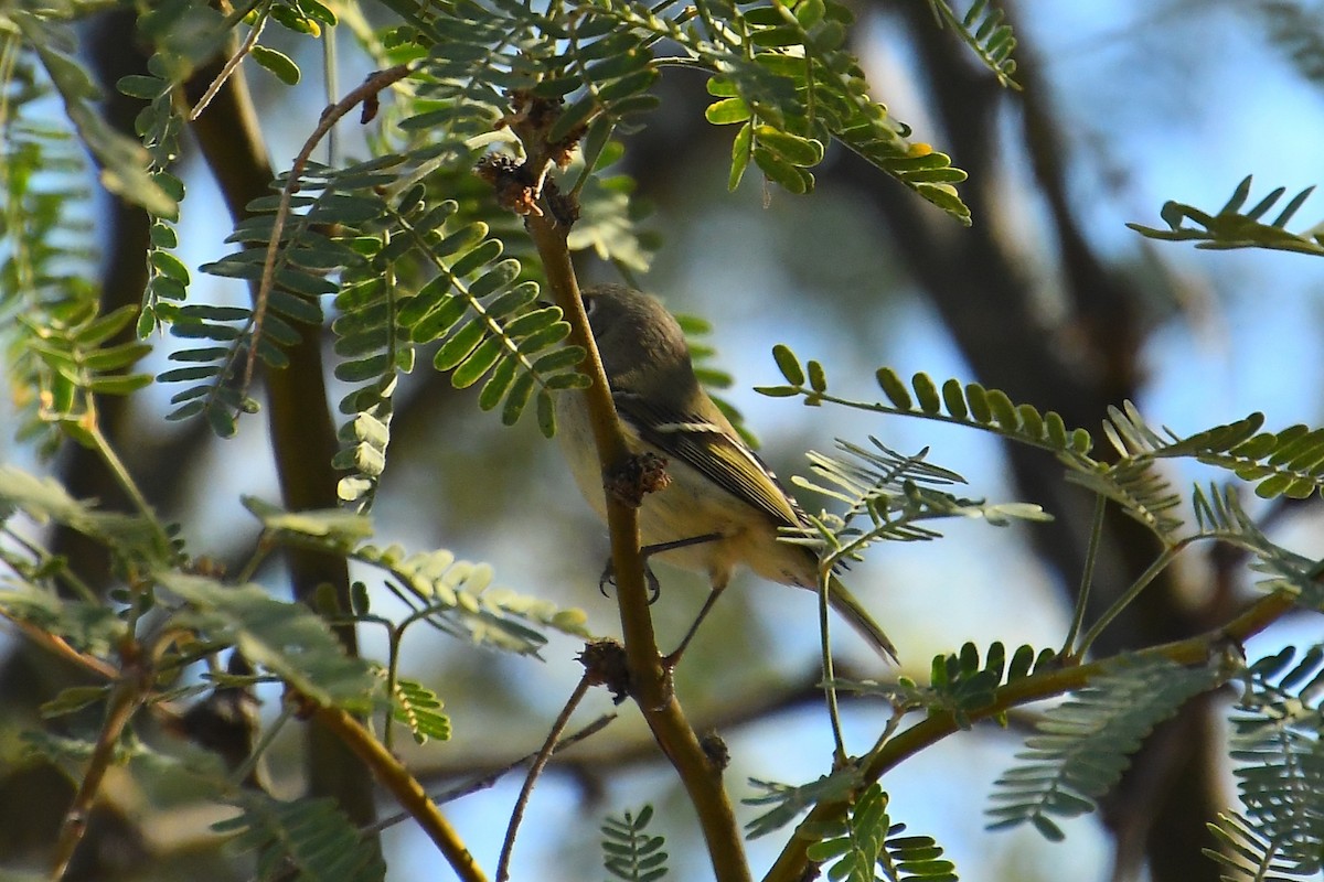 Ruby-crowned Kinglet - ML644494059
