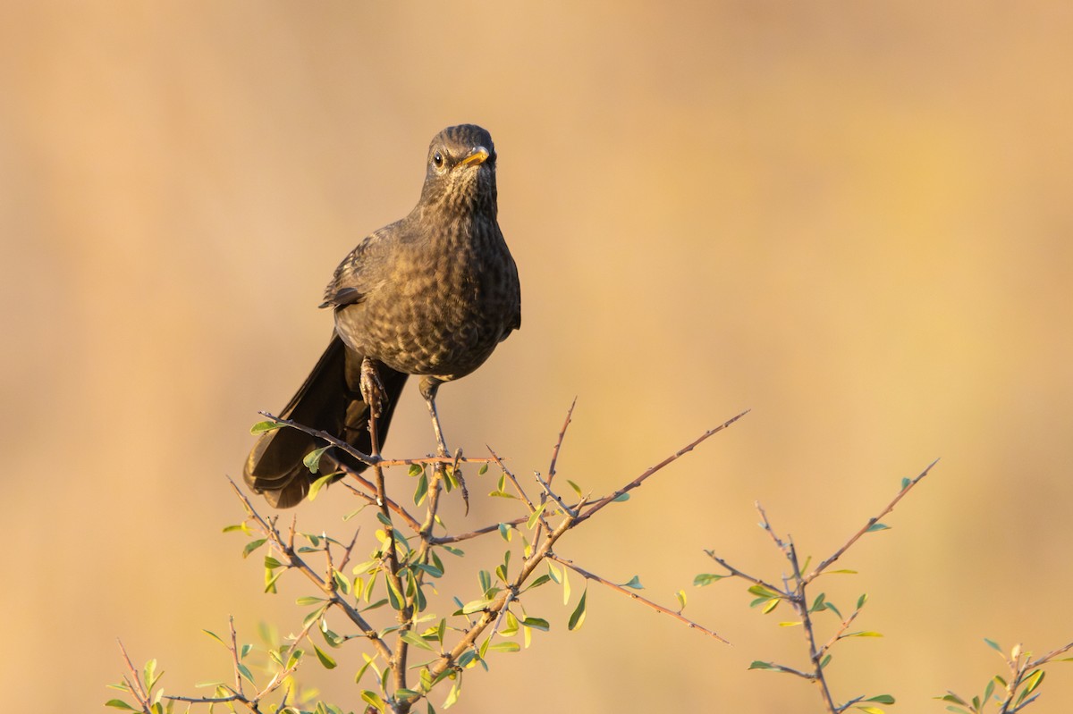 Чёрный дрозд - ML644494060