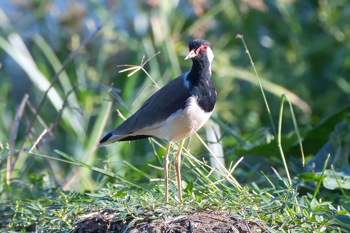 Red-wattled Lapwing - ML644494065