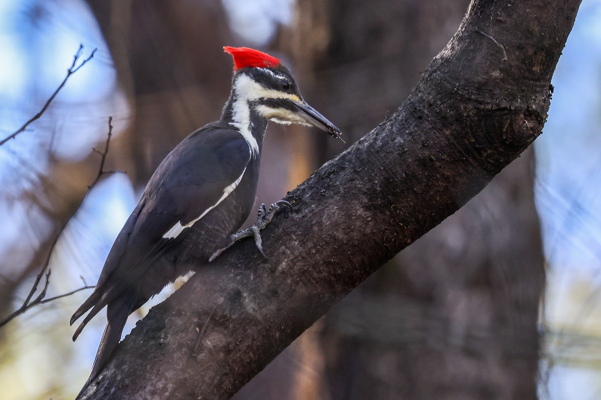 hvitbrynsvartspett - ML644494066