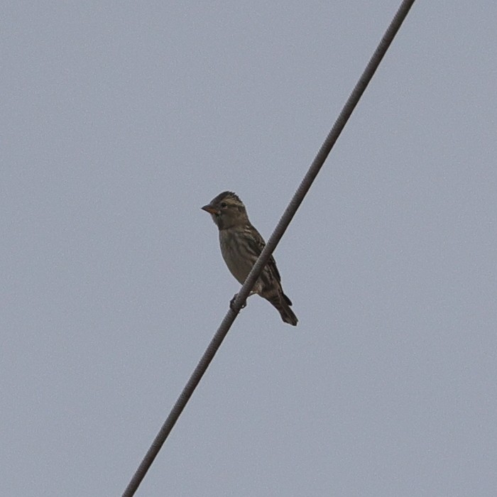 Rock Sparrow - ML644494079