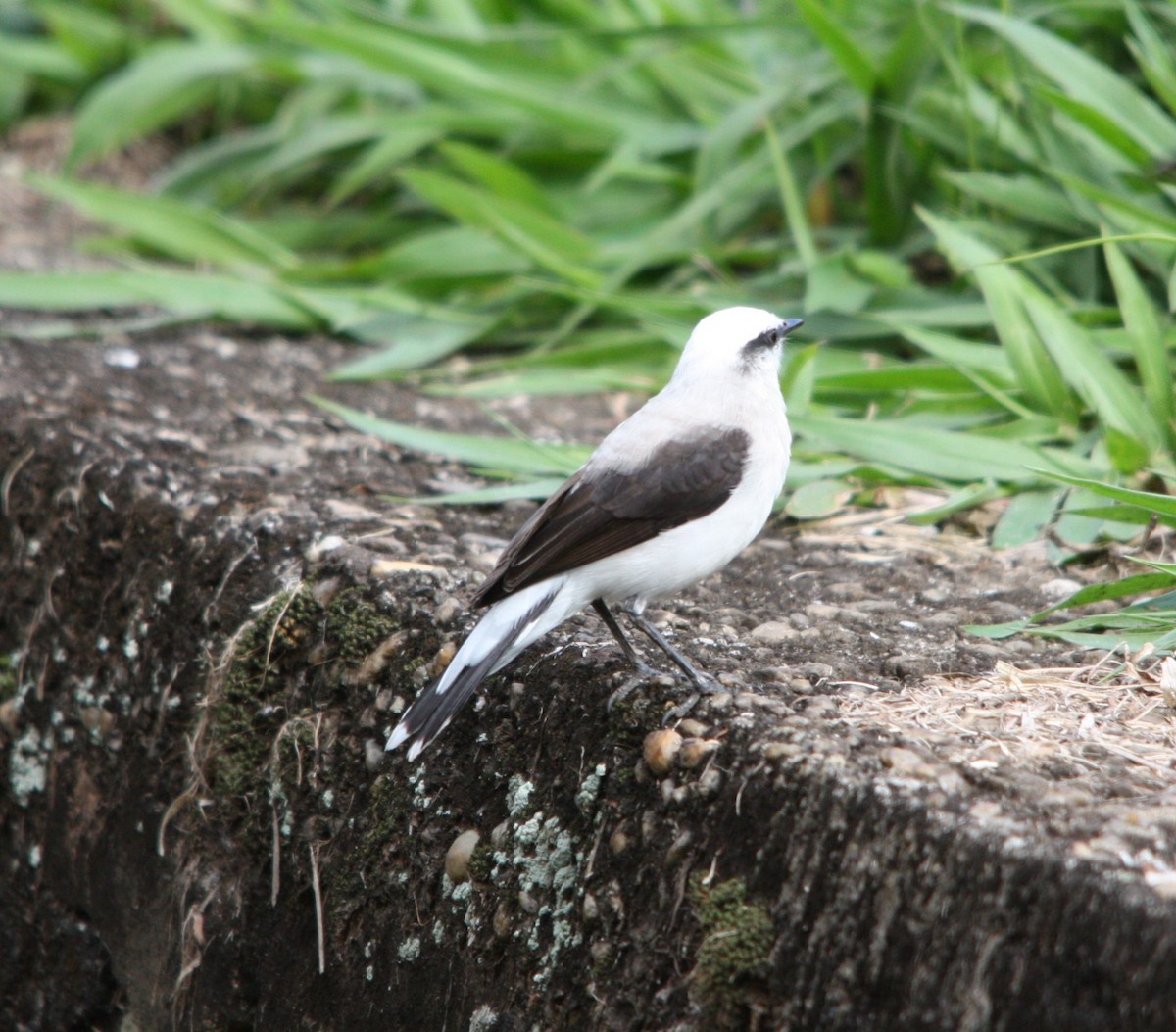 Moucherolle aquatique - ML644494080