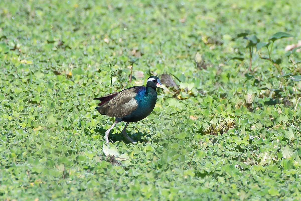 Bronze-winged Jacana - ML644494085